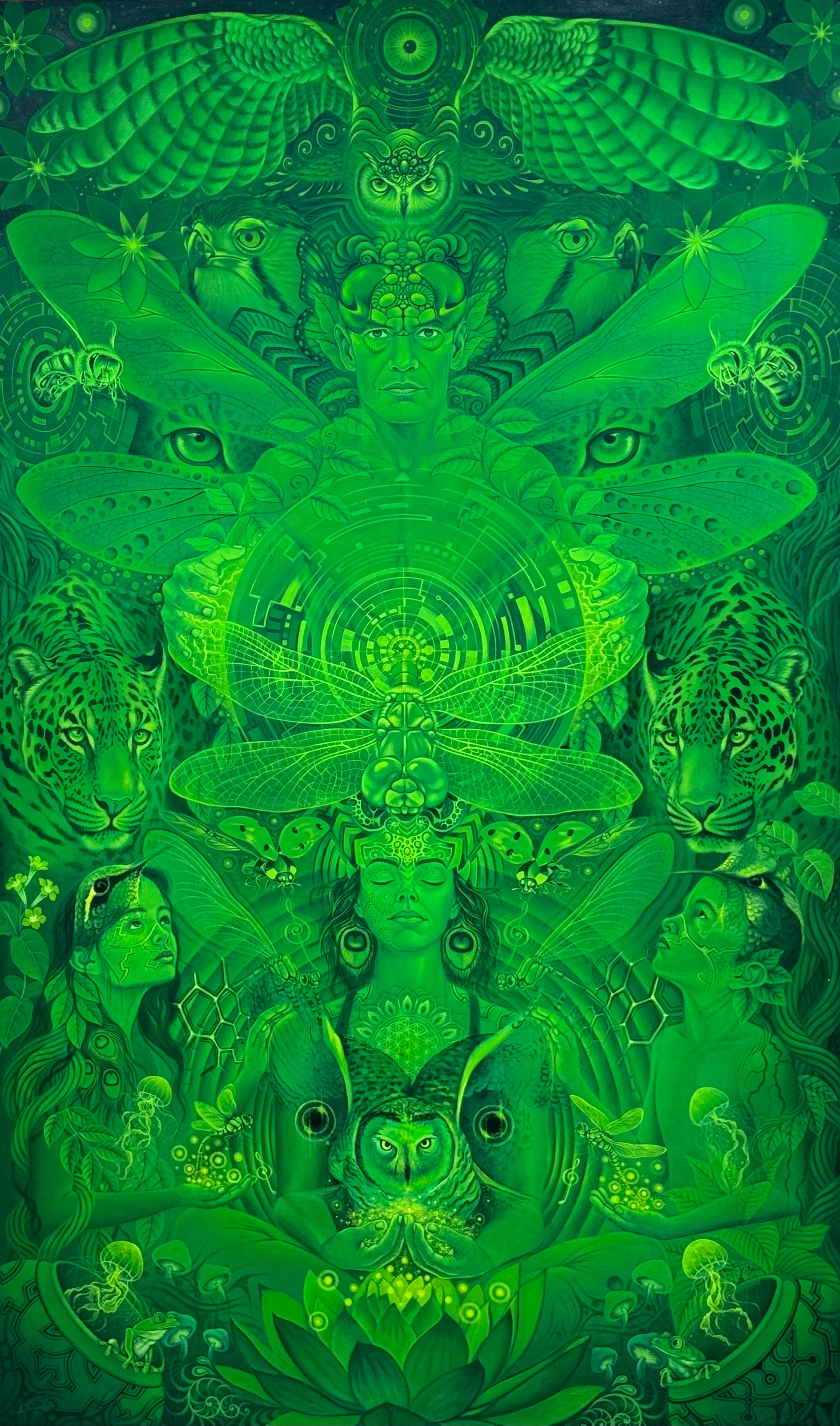 METAMORPHOSIS OF THE LIBELULA